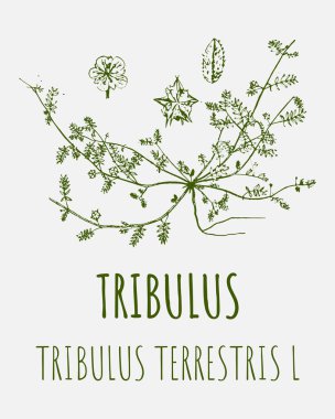 Tribula 'nın çizimleri. El çizimi çizimi. Latince adı Tribulus terrestris L.