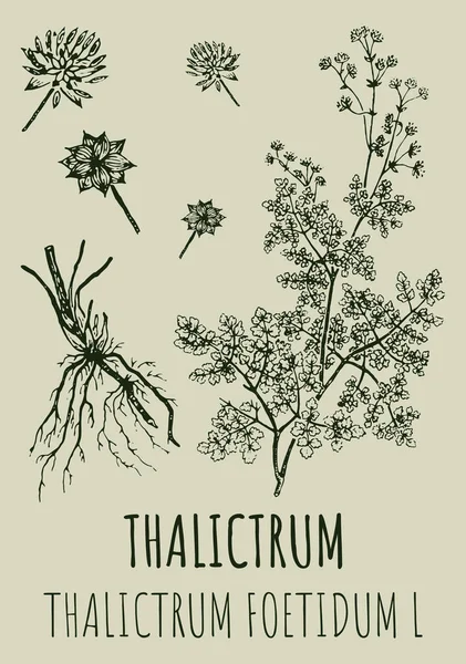 Thalictrum Rajzai Kézzel Rajzolt Illusztráció Latin Név Thalictrum Foetidum — Stock Fotó