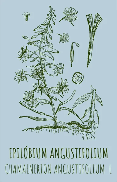 Desenhos Epilobium Angustifolium Ilustração Desenhada Mão Denominação Latina Chamaenerion Angustifolium — Fotografia de Stock