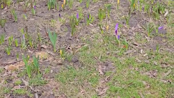 Sárga Kék Crocus Virágzik Kora Tavasszal Egy Ukrán Parkban Kertészek — Stock videók