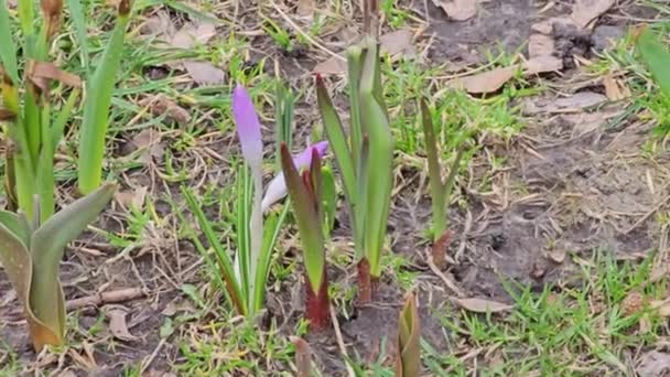 Sárga Kék Crocus Virágzik Kora Tavasszal Egy Ukrán Parkban Kertészek — Stock videók