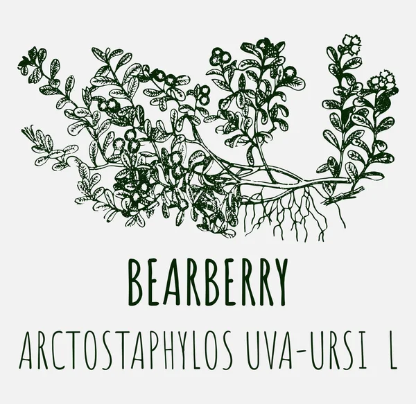 Dessins Bearberry Illustration Dessinée Main Nom Latin Arctostaphylos Uva Ursi — Photo