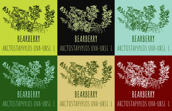 Conjunto Desenhos Bearberry Cores Diferentes Ilustração Desenhada Mão Nome Latino — Fotografia de Stock