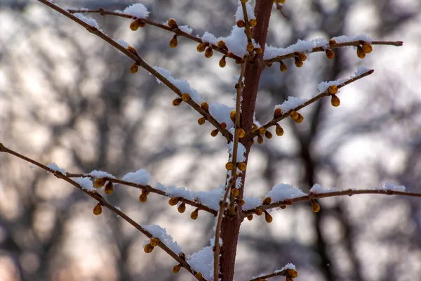 Filialer Och Gula Knoppar Chimonanthus Täckta Med Snö Vintern Det — Stockfoto