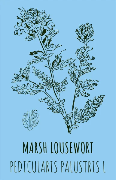 Rysunki Marsh Lousewort Ręcznie Rysowana Ilustracja Nazwa Łacińska Pedicularis Palustris — Zdjęcie stockowe