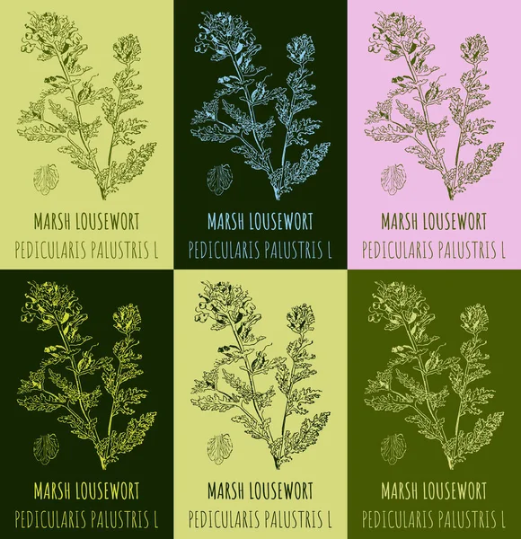 Conjunto Desenhos Marsh Lousewort Cores Diferentes Ilustração Desenhada Mão Nome — Fotografia de Stock