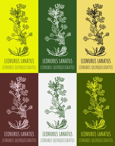 Conjunto Desenhos Leonurus Lanatus Cores Diferentes Ilustração Desenhada Mão Nome — Fotografia de Stock
