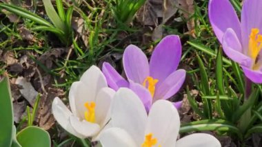 Güneşli bir günde, şehir parkındaki bir açıklıkta renkli timsahlar çiçek açar..