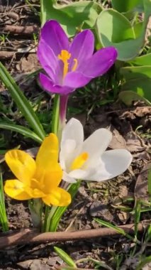 Güneşli bir günde, şehir parkındaki bir açıklıkta renkli timsahlar çiçek açar..