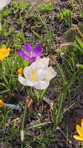 Día Soleado Coloridos Cocodrilos Florecen Claro Parque Ciudad — Vídeo de stock