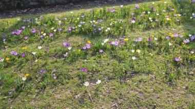 Güneşli bir günde, şehir parkındaki bir açıklıkta renkli timsahlar çiçek açar..