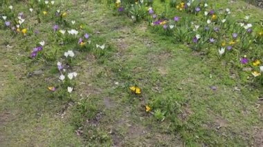 Güneşli bir günde, şehir parkındaki bir açıklıkta renkli timsahlar çiçek açar..