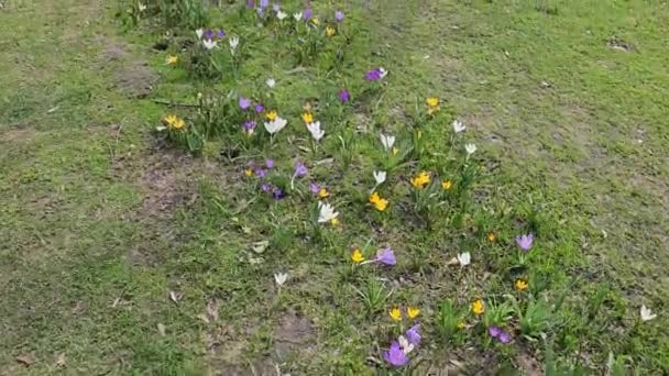 Słoneczny Dzień Kolorowe Krokusy Kwitną Polanie Parku Miejskim — Wideo stockowe