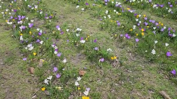 Slunečného Dne Rozkvetou Barevné Krokusy Mýtině Městském Parku — Stock video