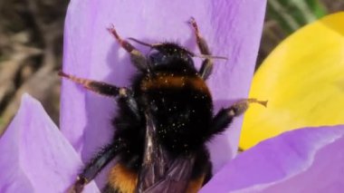 Bir yaban arısı ilkbaharın başlarında mor bir crocus çiçeğinden polen toplar. Hafif bir bahar rüzgarı esiyor.