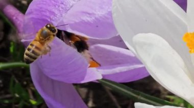 Bir yaban arısı ilkbaharın başlarında mor bir crocus çiçeğinden polen toplar. Hafif bir bahar rüzgarı esiyor.