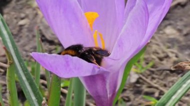 Bir yaban arısı ilkbaharın başlarında mor bir crocus çiçeğinden polen toplar. Hafif bir bahar rüzgarı esiyor.