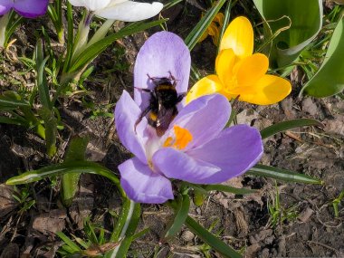 Bir yaban arısı ilkbaharın başlarında bir kır çiçeğinden polen toplar..