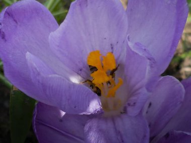 Bir yaban arısı ilkbaharın başlarında bir kır çiçeğinden polen toplar..