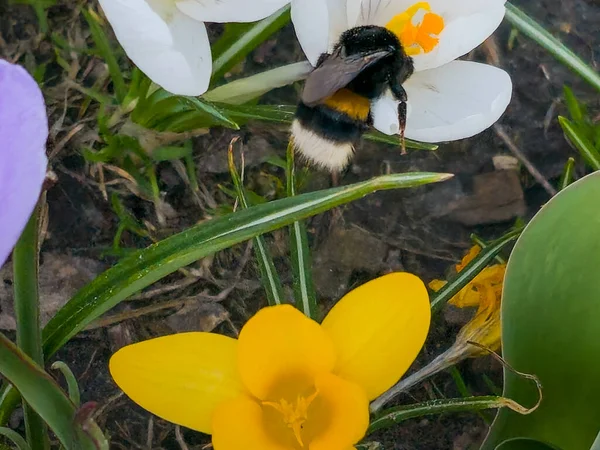 Bumblebee Collects Pollen Crocus Flower Early Spring — Stock Photo, Image