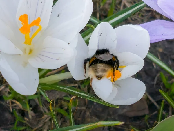 Bourdon Recueille Pollen Une Fleur Crocus Début Printemps — Photo