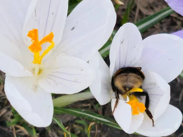 Calabrone Raccoglie Polline Fiore Croco All Inizio Della Primavera — Foto Stock