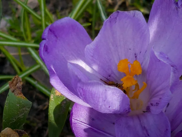 Шмель Собирает Пыльцу Цветка Крокуса Ранней Весной — стоковое фото