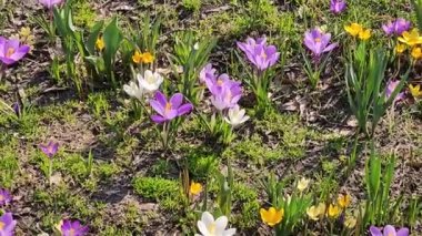 Güneşli bir günde, çayırlarda renkli timsahlar çiçek açar. Arılar çiçeklerden nektar toplarlar..