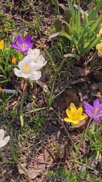 Солнечный День Лугу Цветут Красочные Крокусы Пчелы Собирают Нектар Цветов — стоковое видео