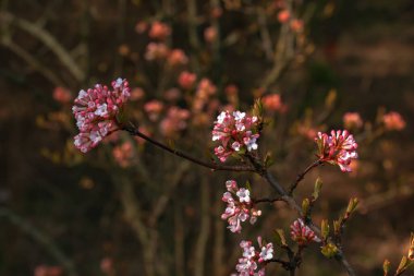 Viburnum kokulu beyaz çiçekler ve pembe tomurcuklar. Bulanık arkaplanlı parka yakın çekim viburnum farreri..