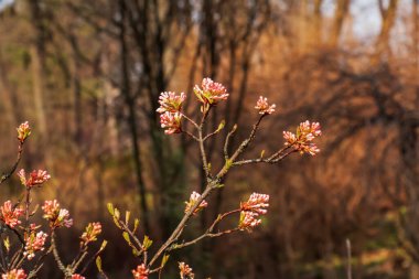 Viburnum kokulu beyaz çiçekler ve pembe tomurcuklar. Bulanık arkaplanlı parka yakın çekim viburnum farreri..