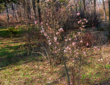 Viburnum kokulu beyaz çiçekler ve pembe tomurcuklar. Bulanık arkaplanlı parka yakın çekim viburnum farreri..