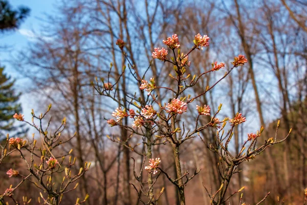 ビブラムのクラスター芳香のある白い花とピンクの芽 開花Viburnum Farreriぼやけた背景を持つ公園でクローズアップ — ストック写真