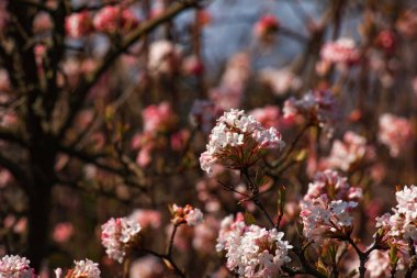 Viburnum kokulu beyaz çiçekler ve pembe tomurcuklar. Bulanık arkaplanlı parka yakın çekim viburnum farreri..