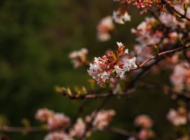 Viburnum kokulu beyaz çiçekler ve pembe tomurcuklar. Bulanık arkaplanlı parka yakın çekim viburnum farreri..