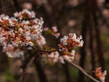 Viburnum kokulu beyaz çiçekler ve pembe tomurcuklar. Bulanık arkaplanlı parka yakın çekim viburnum farreri..