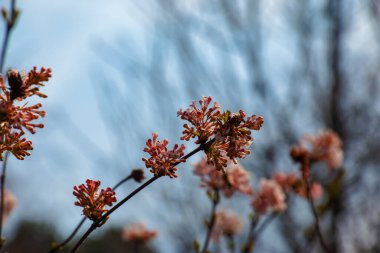 Viburnum kokulu beyaz çiçekler ve pembe tomurcuklar. Bulanık arkaplanlı parka yakın çekim viburnum farreri..