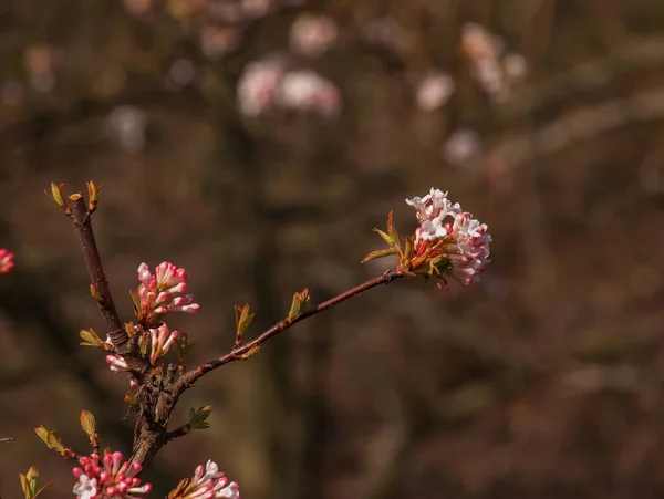 ビブラムのクラスター芳香のある白い花とピンクの芽 開花Viburnum Farreriぼやけた背景を持つ公園でクローズアップ — ストック写真
