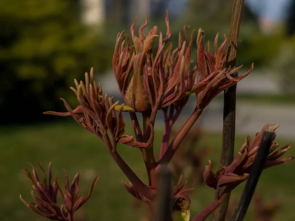 Brotes Las Ramas Árbol Peonía Cerca Paeonia Suffruticosa Primavera Jardín — Foto de Stock