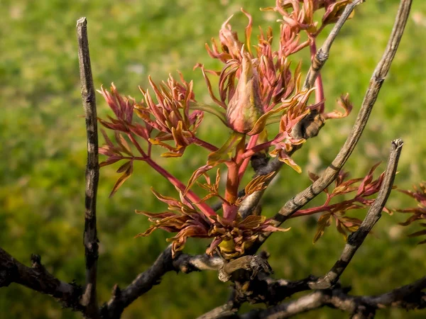 Rügyek Egy Bazsarózsa Ágain Közelkép Paeonia Suffruticosa Tavasszal Kertben — Stock Fotó