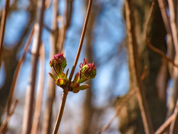Small Buds Sambucus Racemosa Early Spring Time — Stock Photo, Image