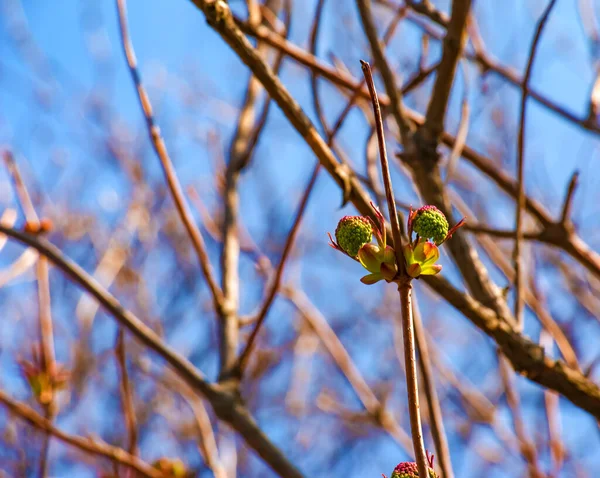 早春のサンブクス ラセモサの小さな芽 — ストック写真