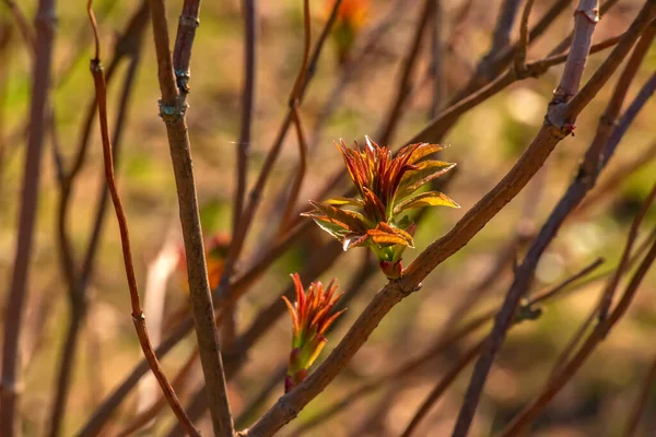 stock image Small buds of sambucus racemosa in early spring time.