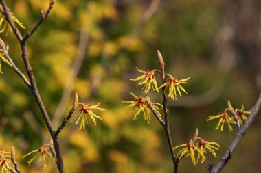 İlkbaharın başlarında hamamelis intermedya çiçeği. Hamamelis 'in ilkbaharın başlarında muhteşem sarı çiçekleri var..