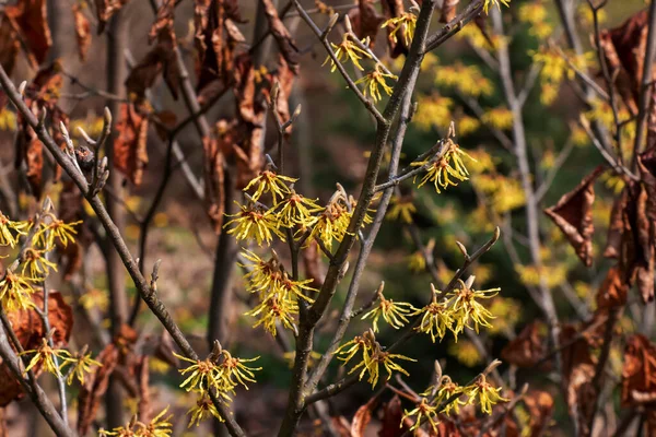 早春に総状花序を出します 初春にはハマメリスが華やかな黄色い花を咲かせます — ストック写真