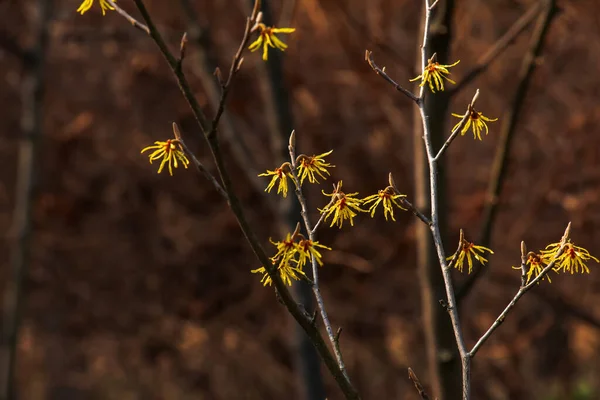 早春的红梅中间花 早春的时候 哈梅里斯开着艳丽的黄花 — 图库照片