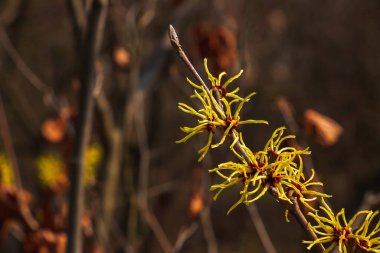 Hazel Cadısı Çalı Çiçeği, bahar başında Hamamelis Virginiana. Hamamelis 'in ilkbaharın başlarında muhteşem sarı çiçekleri var..