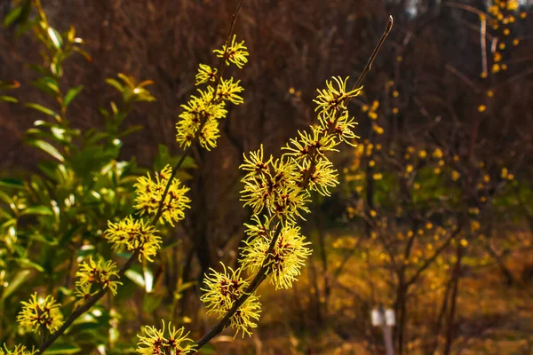 Kwiat Leszczyny Krzew Czarownicy Hamamelis Virginiana Wczesną Wiosną Hamamelis Wspaniałe — Zdjęcie stockowe