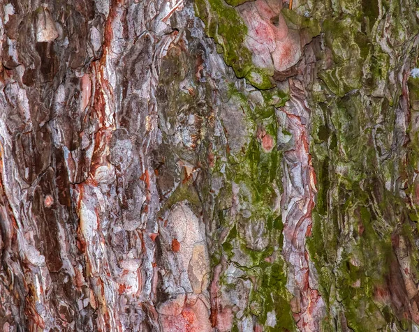 黑松树皮特写 黑松树干的质感 活木的背景 森林自然皮肤 — 图库照片