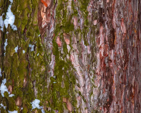 黑松树皮特写 黑松树干的质感 活木的背景 森林自然皮肤 — 图库照片